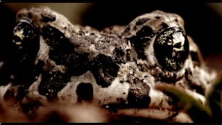 Trailer: The Purkinje Effect