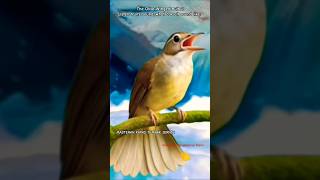 Download lagu Bird or Gun? Olive-winged Bulbul’s Call Sounds Like AK-47 Fire !!! - Masteran Kapas Tembak Jernih mp3