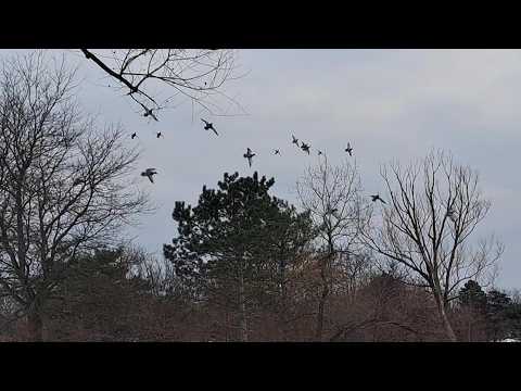 Ducks quacking, eating and splashing on the river
