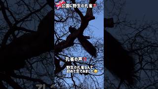 ロンドン🇬🇧野生の孔雀の声、初めて聞きました‼️