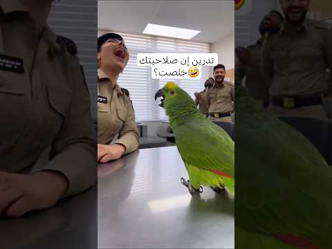 هدا الببغاء يوما ما سوف يدخلني السجن🤣 #funnyparrot #funnybirds #shortsvideo #shortsfunny