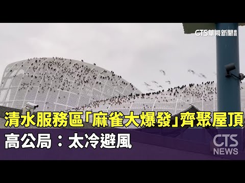 清水服務區「麻雀大爆發」齊聚屋頂　高公局：太冷避風