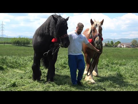 Caii lui Marius de la Turda, Cluj - 2025 Nou!!!