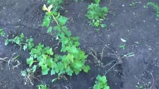 Йошта очень вкусные ягоды. Размножение Йошты