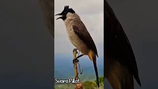 Download lagu Suara Burung Kutilang Gacor Garuda Tarung #kutilanggacor mp3