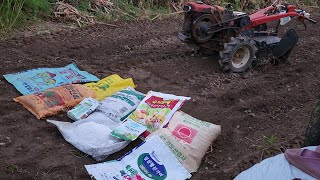 양파농사 잘되게 심는 방법과 거름,미량성분 뿌려주세요. 이영상 보시고 큰 도움 되실거에요