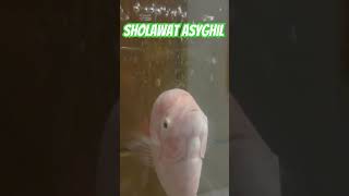 Download lagu Sholawat Asyghil - Aleehya & Snada #gurame #viral #makanbunga #sholawat #kembangtelang #bungatelang mp3 Download lagu Sholawat Asyghil - Aleehya & Snada #gurame #viral #makanbunga #sholawat #kembangtelang #bungatelang mp3