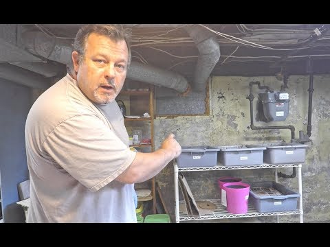 New oldest bin at day-195 (& counting), plus old & new horizontal migrations - vermicomposting