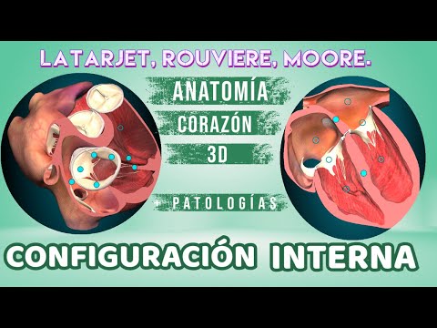 ANATOMÍA 3D | CORAZÓN CONFIGURACIÓN INTERNA + PATOLOGÍAS.