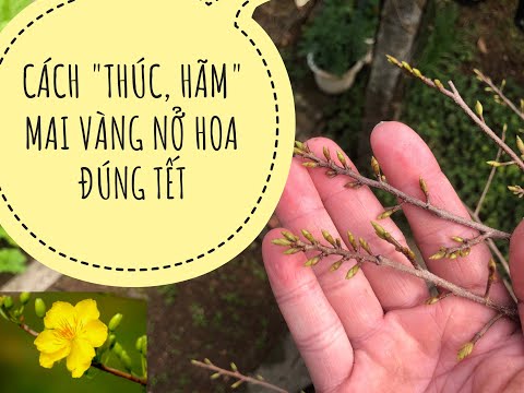 CÁCH THÚC, HÃM MAI VÀNG NỞ ĐÚNG TẾT