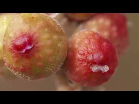 Wüste Wurzeln, starke Stämme: Die Wunderbaum-Feige Doku (2018)