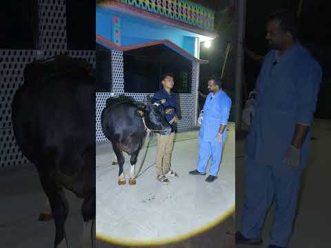 বাবা মারা যাওয়ার পর বি'ধবা মাকে নিয়ে গরু পালন করেই সংসারের হাল ধরেন #livestock #dairyfarming