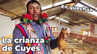 preview picture of video 'Video Pasantias - La crianza de Cuyes'