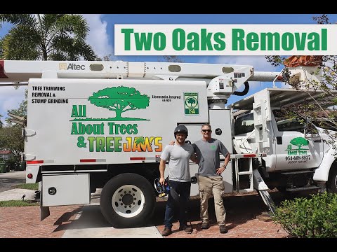 Two Oaks Removal with Only 5–6 Feet of Space Between Houses | Tree Jaws