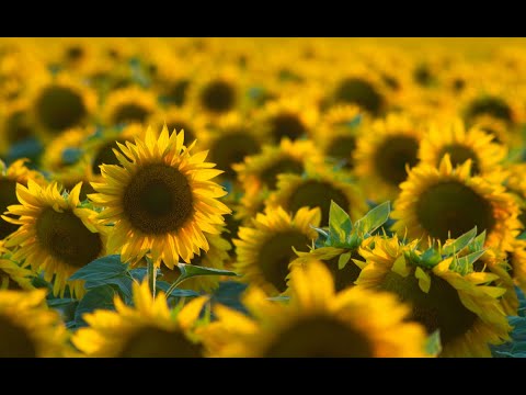 Sunflower oil from the manufacturer