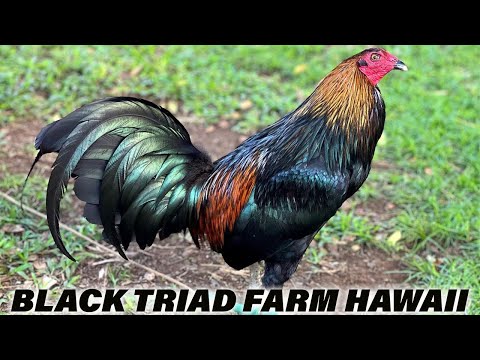 Beautiful Black Chicken Triad Farm in Hawaii - Farm Visit Beautiful Birds