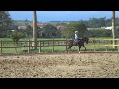 Haras Atibaiense LFP - Cavalo de Elite