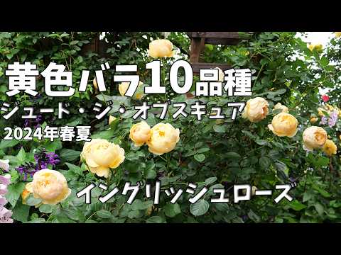 イングリッシュローズ「ジュード・ジ・オブスキュア」 植物