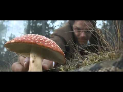 Трип Мухоморы