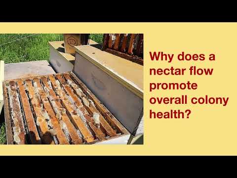 The Science Behind Feeding Bees