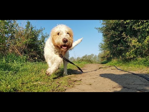 Drogba - Bassett Griffon Vendeen - 4 Weeks Residential Dog Training