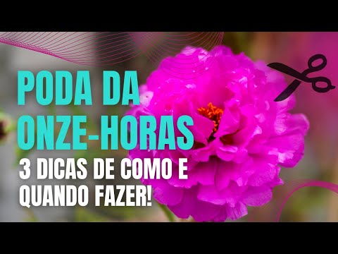QUANDO e COMO PODAR as onze-horas? 3 dicas de ouro!