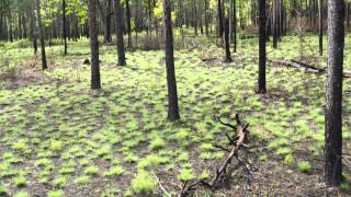 How Fire Can Restore a Forest: A Time-Lapse (Tree View)