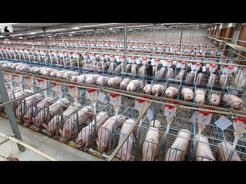 , title : 'Granja modelo que cría millones de cerdos - Dentro de la fábrica de procesamiento de cerdos'