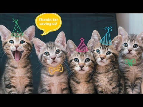 5 Things You Need To Know About Fostering Kittens!