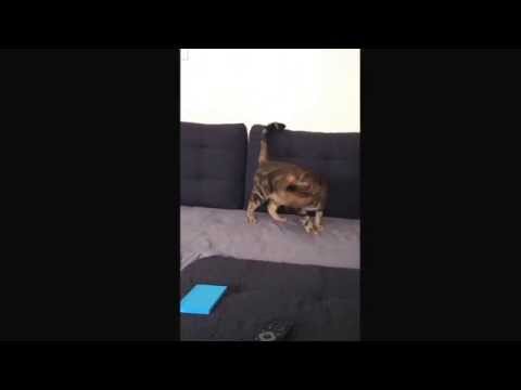 Le chat qui se mord la queue