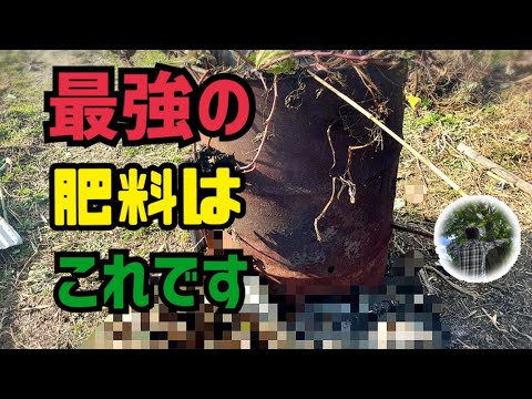 木の根元に灰を置いてもいいでしょうか？何のために ？特典＋申込方法  庭園