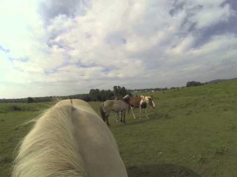 Tonia grooming horses