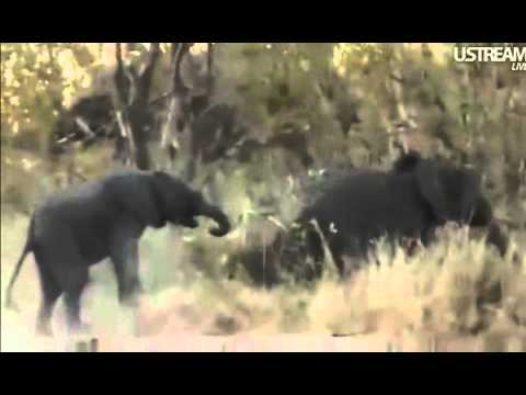Young Elephants Playing