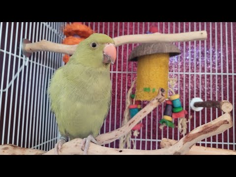 YouTube video about: How much does a bird vet visit cost?