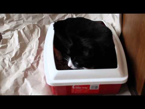 Helping your cat recover after major surgery: Cat Litter