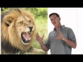 Carnivores Dinosaur Train The Jim Henson Company