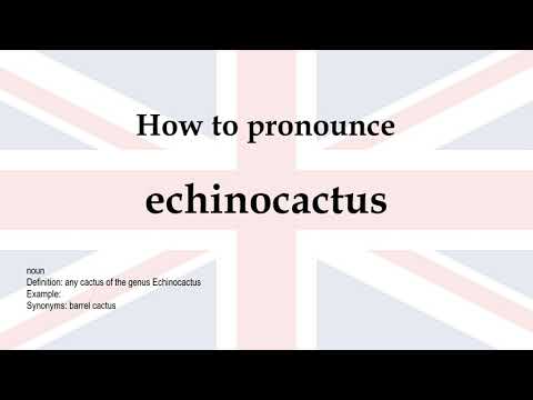 How to pronounce 'echinocactus' + meaning