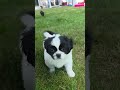 Mixed Breed dogs for sale: Ariel  - Video 1