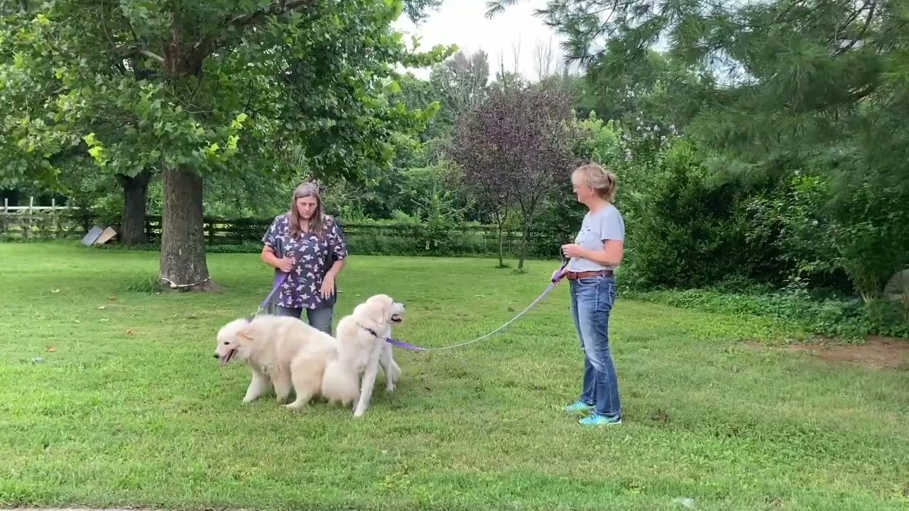 Enlarge Aslan in OH - Lovey-Dovey Pocket Pyr, a Adopted mixed breed in Springfield, OH video 4/4