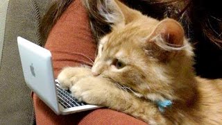 This compilation will make you laugh for sure funny animals are simply the best funny humor