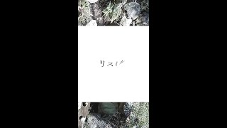 - リスィル / カゼヒキβ