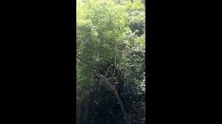 preview picture of video 'Quebrada Valencia, Sierra Nevada de Santa Marta'