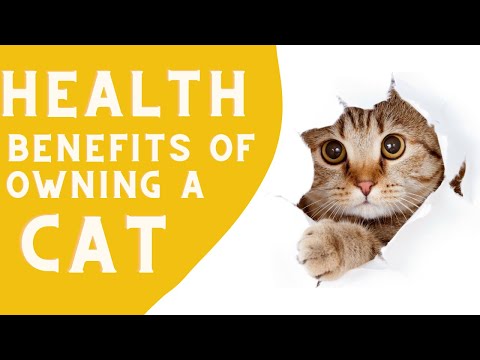Health Benefits of owning a cat