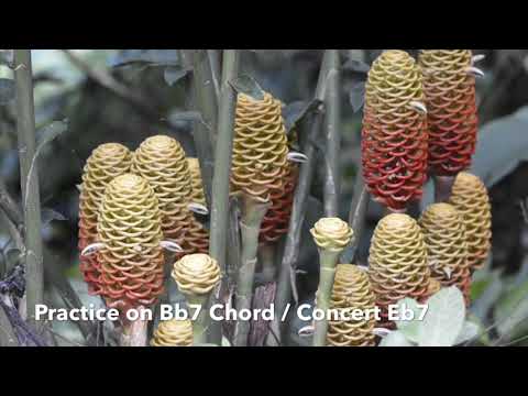 Bb Dominant 7 Chord/ Concert Eb7