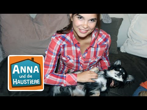 Chihuahua | Information für Kinder | Anna und die Haustiere