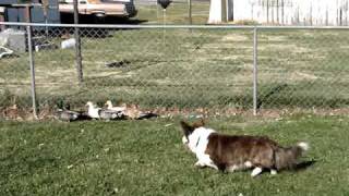 preview picture of video 'Chase herding ducks 11-28-2010'