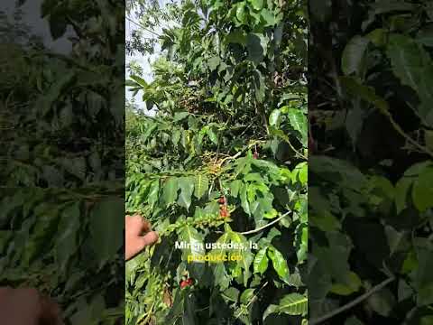 vendo 1 hectárea en Piedecuesta/Santander en la vereda el Guamo Medio a 15 minutos de Piedecuesta