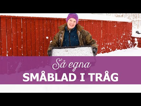 Så egna småblad i tråg på vintern