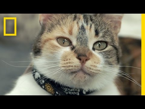 The Science of Meow: Study to Look at How Cats Talk | National Geographic