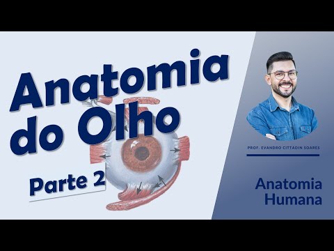 Anatomia do olho - Parte 2 - Anatomia Humana - Oftalmologia